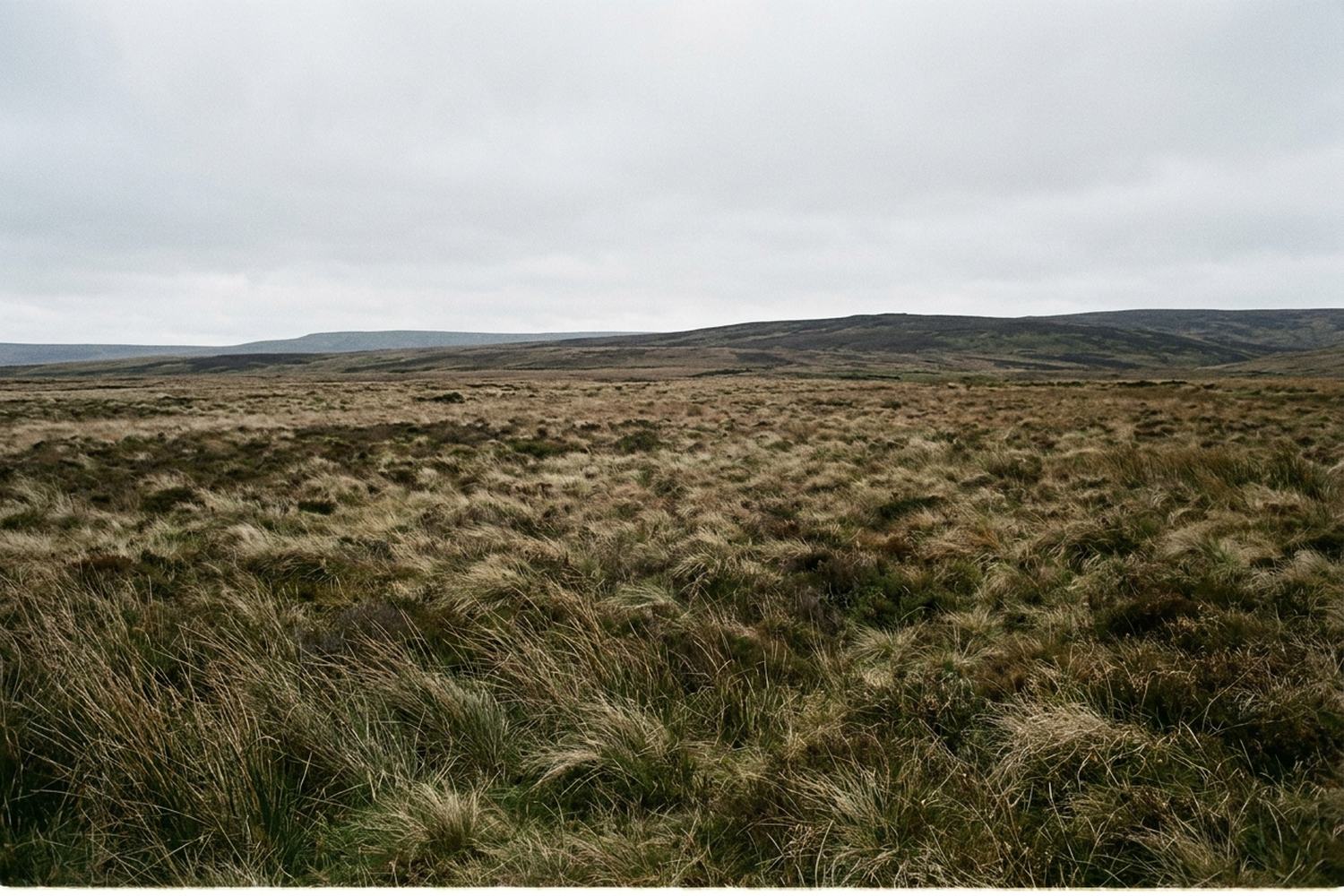 Open moorland of coarse tussock under a wide dull sky.