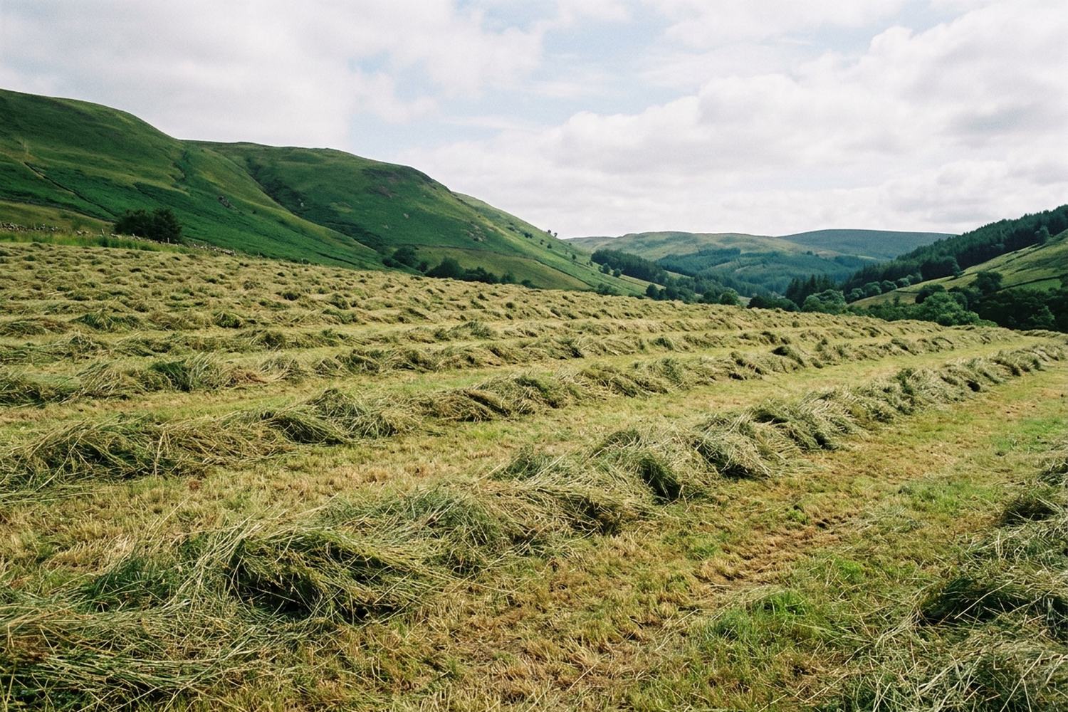 A hay meadow cut by hand with the rows still standing.